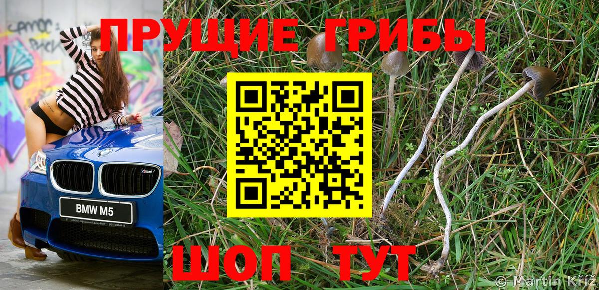 Псилоцибиновые грибы Psilocybe Старая Купавна